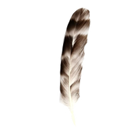 striped feather