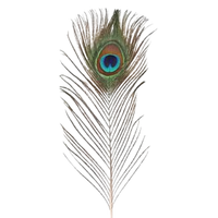 peacock feather