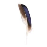 duck feather