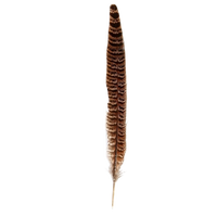 pheasant feather