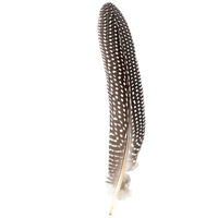 guinea feather